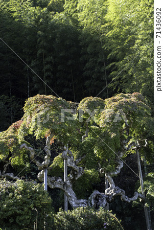 Choro Lake, Katta District, Miyagi Prefecture 71436092