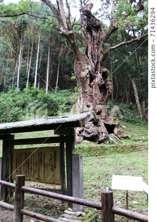Otusuke of Takeo Otusuke of Takeo 71436294