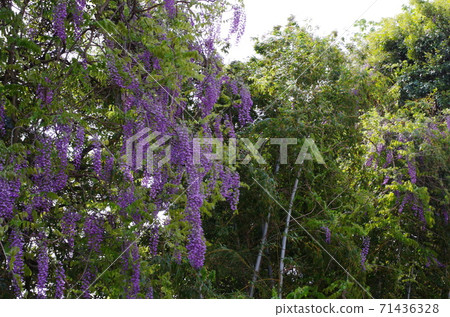 Wisteria flowers blooming in the bamboo grove 71436328