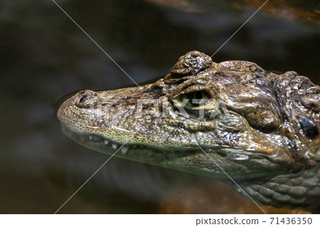 Side of the head of Kuchihiro Caiman [Alligatoridae] 71436350