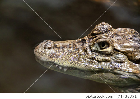 Side of the head of Kuchihiro Caiman [Alligatoridae] 71436351