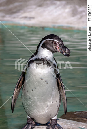 Humboldt penguin on the edge of the pool Humboldt penguin on the edge of the pool 71436353