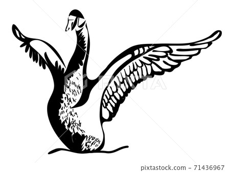 swan silhouette swan silhouette 71436967
