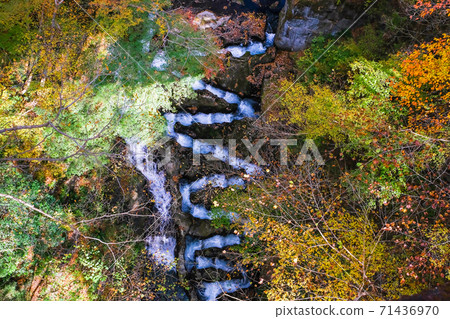Autumn leaves and flowers Kobashi fishway Autumn leaves and flowers Kobashi fishway 71436970