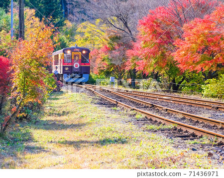 Autumn leaves and Watarase Valley Railway 71436971