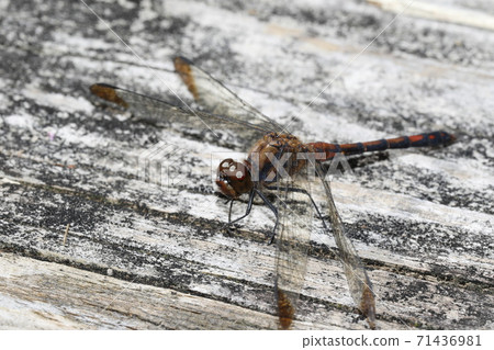 Noshimetonbo Noshimetonbo 71436981