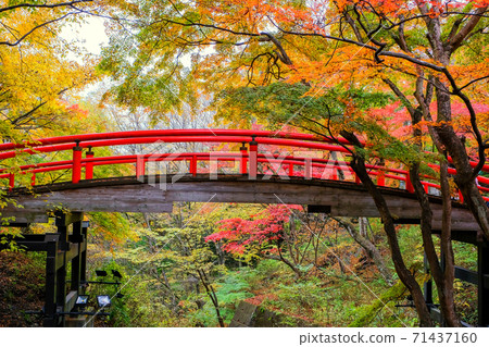 River deer bridge of autumnal leaves 71437160