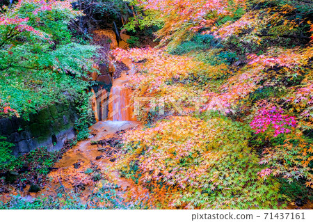 Maple valley and red waterfall Maple valley and red waterfall 71437161