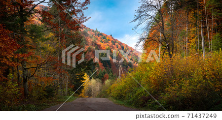 Autumn landscape of Carpathian Forest 71437249