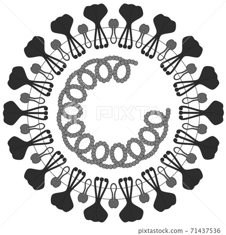 新的日冕病毒的結構：COVID-19 71437536