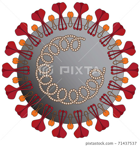Structure of the new coronavirus: COVID-19 Structure of the new coronavirus: COVID-19 71437537