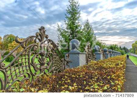 Trimmed hedge bushes shrubs near an ornamental fence in Buky Landscape Park. Ukraine 71437809