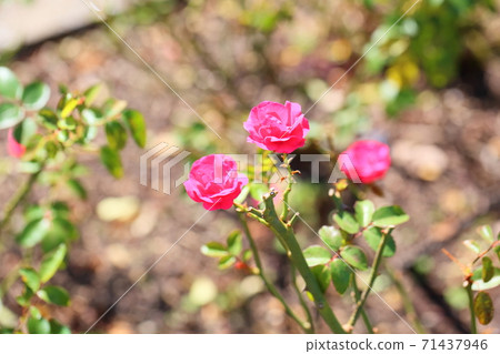 Rose flower Elvation 71437946