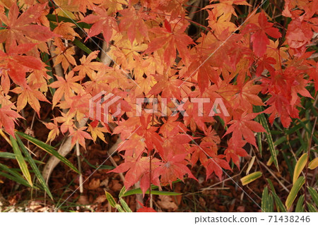 I walked through the outlet Karuizawa 71438246