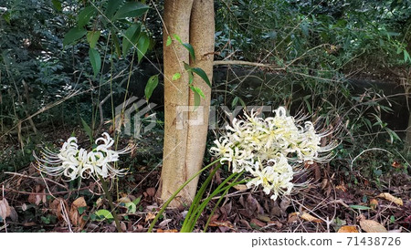 The words of white cluster amaryllis look forward to the day we meet again The words of white cluster amaryllis look forward to the day we meet again 71438726