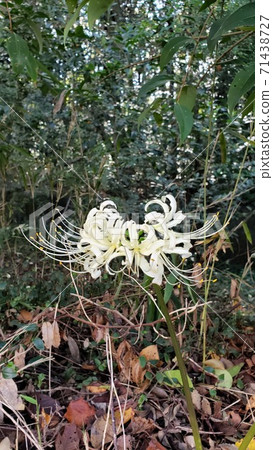 White giant buna White giant buna 71438727