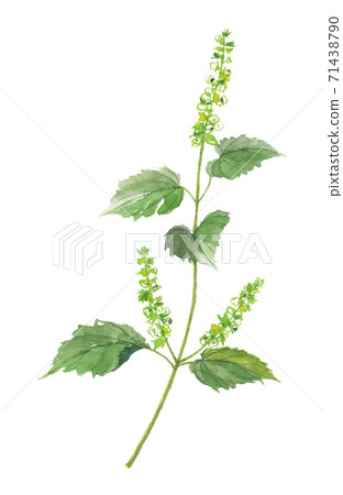 Perilla frutescens 71438790