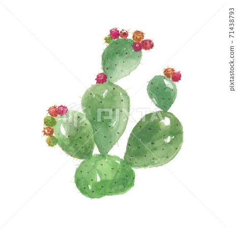 Petice cactus 71438793
