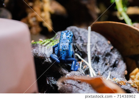 Poison dart frog looking for prey 71438902