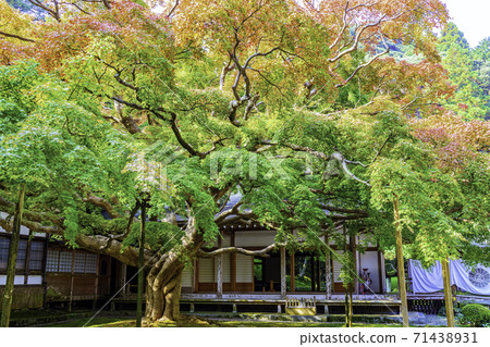 Raizan Senryoji Temple Daisouin (Itoshima City, Fukuoka Prefecture) with beautiful colored leaves 71438931
