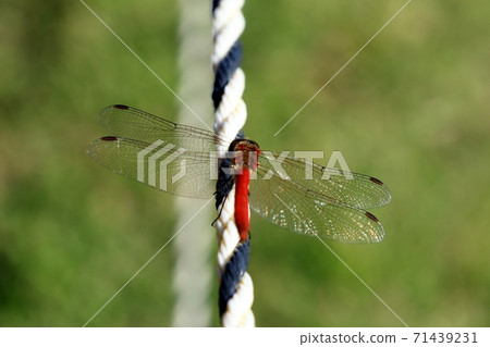 昆蟲：蜻蜓：Akikane：背裂路堤開放空間：繩上 71439231