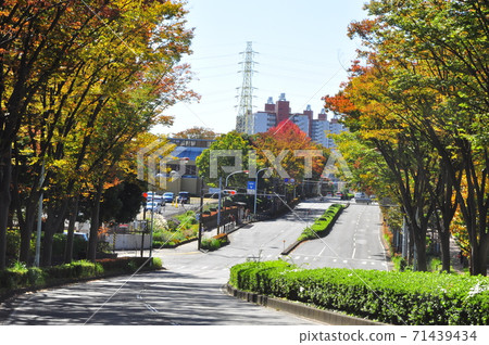 神奈川縣藤澤市湘南生活城的一排櫸樹和高層公寓 神奈川縣藤澤市湘南生活城的一排櫸樹和高層公寓 71439434