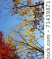 楓樹秋天楓樹風景黃色紅色橙色棕色綠色葉子很漂亮 71439871