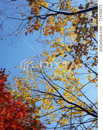 楓樹秋天楓樹風景黃色紅色橙色棕色綠色葉子很漂亮 楓樹秋天楓樹風景黃色紅色橙色棕色綠色葉子很漂亮 71439871