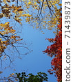 楓樹秋天楓樹風景黃色紅色橙色棕色綠色葉子很漂亮 71439873