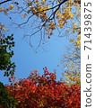 楓樹秋天楓樹風景黃色紅色橙色棕色綠色葉子很漂亮 71439875