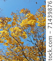 楓樹秋天楓樹風景黃色紅色橙色棕色綠色葉子很漂亮 71439876