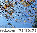 楓樹秋天楓樹風景黃色紅色橙色棕色綠色葉子很漂亮 71439878