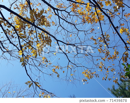 楓樹秋天楓樹風景黃色紅色橙色棕色綠色葉子很漂亮 楓樹秋天楓樹風景黃色紅色橙色棕色綠色葉子很漂亮 71439878