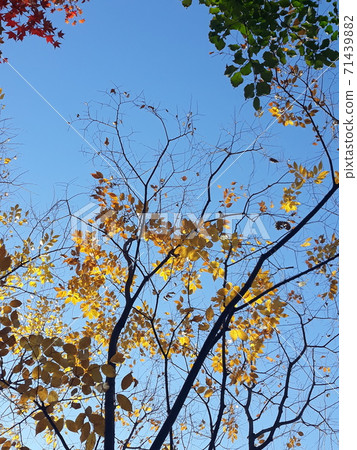 楓樹秋天楓樹風景黃色紅色橙色棕色綠色葉子很漂亮 楓樹秋天楓樹風景黃色紅色橙色棕色綠色葉子很漂亮 71439882