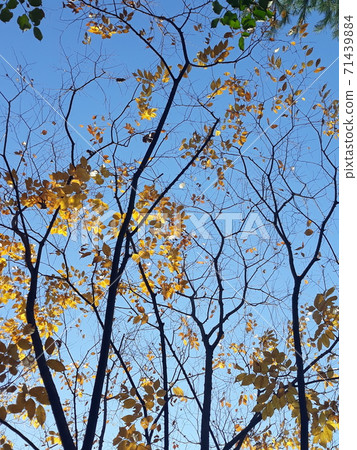 楓樹秋天楓樹風景黃色紅色橙色棕色綠色葉子很漂亮 楓樹秋天楓樹風景黃色紅色橙色棕色綠色葉子很漂亮 71439884