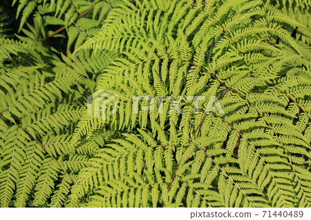 Fern green background , or call eagle,bracken, brake Fern green background , or call eagle,bracken, brake 71440489