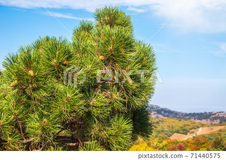 Green pine tree with long needles on a background of autumn landscape and blue sky. Freshness, nature, concept. Latin: Pinus brutia 71440575