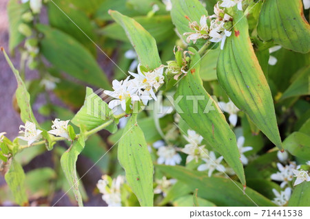 白色Hototogisu花 71441538