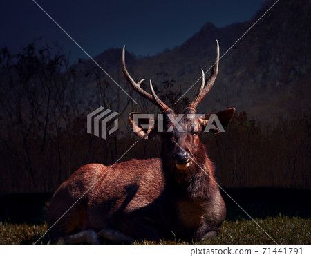male sambar deer in khaoyai national park thailand 71441791
