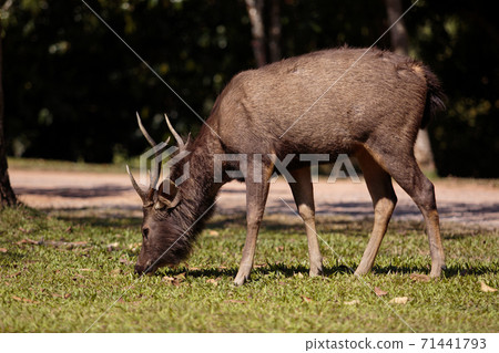 male sambar deer in khaoyai national park thailand male sambar deer in khaoyai national park thailand 71441793