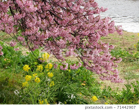 Beautiful yellow rape blossoms under the Kawazu cherry blossoms 71442907
