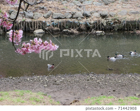 Waterfowl are quiet in the river in the row of cherry blossom trees 71442908
