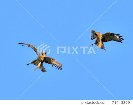 Buzzard battle scene in the blue sky background 71443209