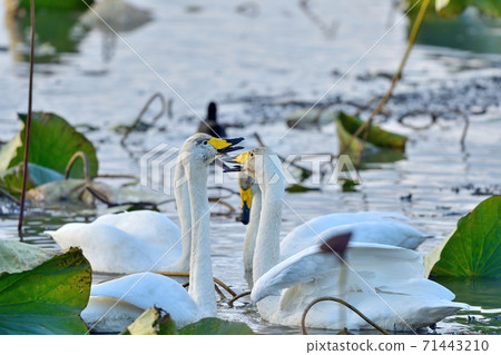 Four swans screaming loudly 71443210