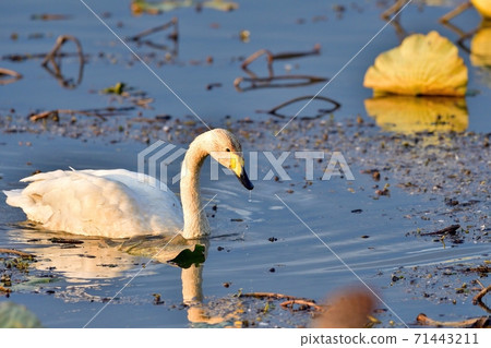 A swan that stretches leisurely while bathing in the setting sun 71443211