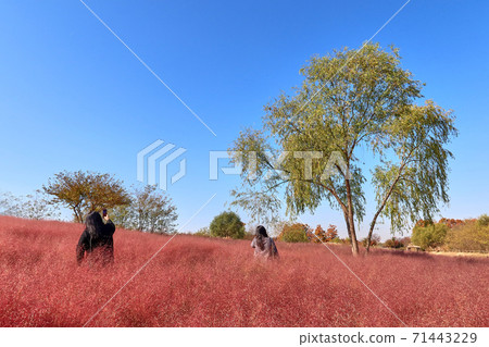 Pink muhly and autumn sky, Sangam-dong Sky Park Pink muhly and autumn sky, Sangam-dong Sky Park 71443229