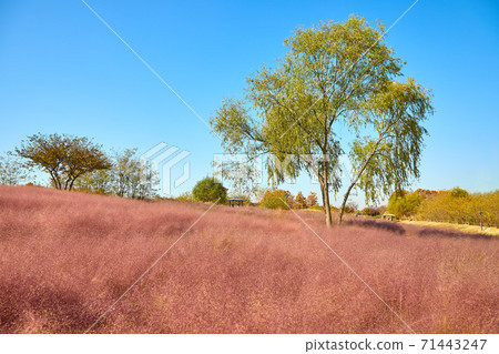 粉紅色的穆赫利和秋天的天空,上岩洞天空公園 粉紅色的穆赫利和秋天的天空,上岩洞天空公園 71443247