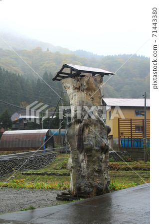 Akiyamago autumn leaves 71443380