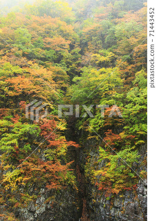 Akiyamago autumn leaves 71443452