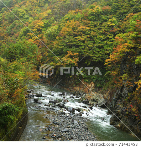 Akiyamago autumn leaves Akiyamago autumn leaves 71443458